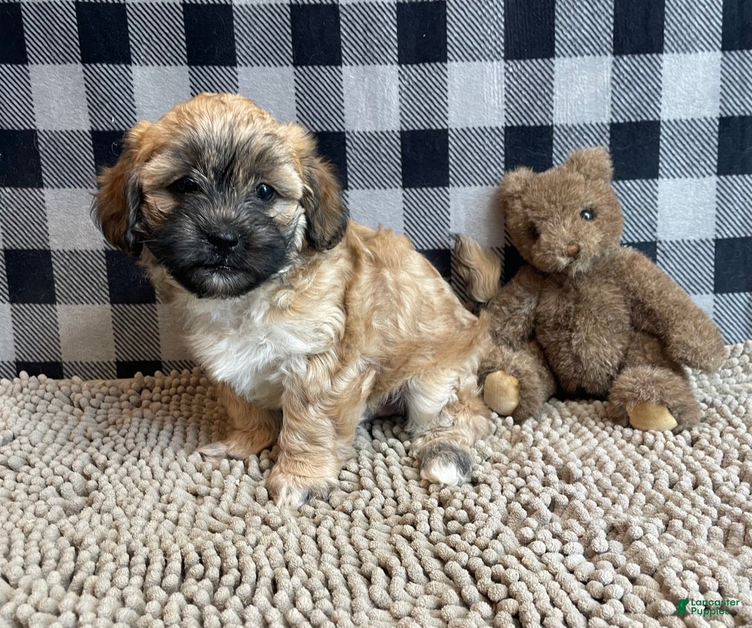 Teddy Bear dogs for sale: Sammy - Ad 14