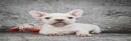French Bulldog dogs for sale: Duramax - Ad 2
