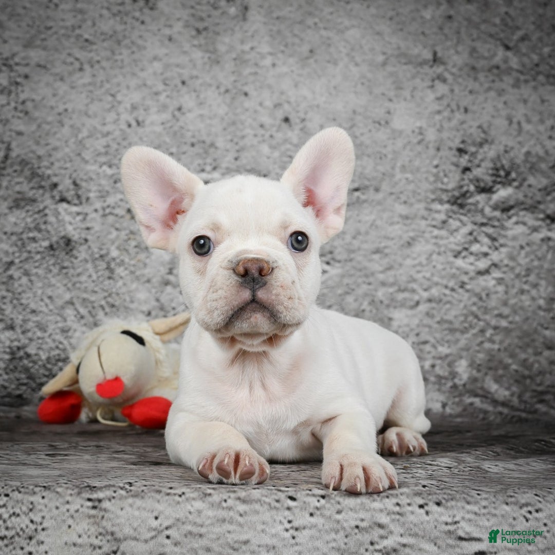 French Bulldog dogs for sale: Duramax - Ad 2