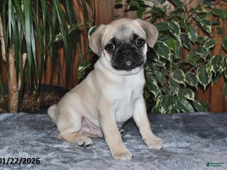 Puggle dogs Oliver - Ad 8