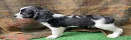 English Springer Spaniel dogs for sale: Blackbeard - Ad 3
