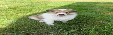 Collie 1 Dustin