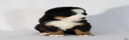 Bernese Mountain Dog dogs for sale: Rowan - Ad 4