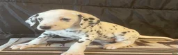 Dalmatian dogs for sale: Dandelion  - Ad 1