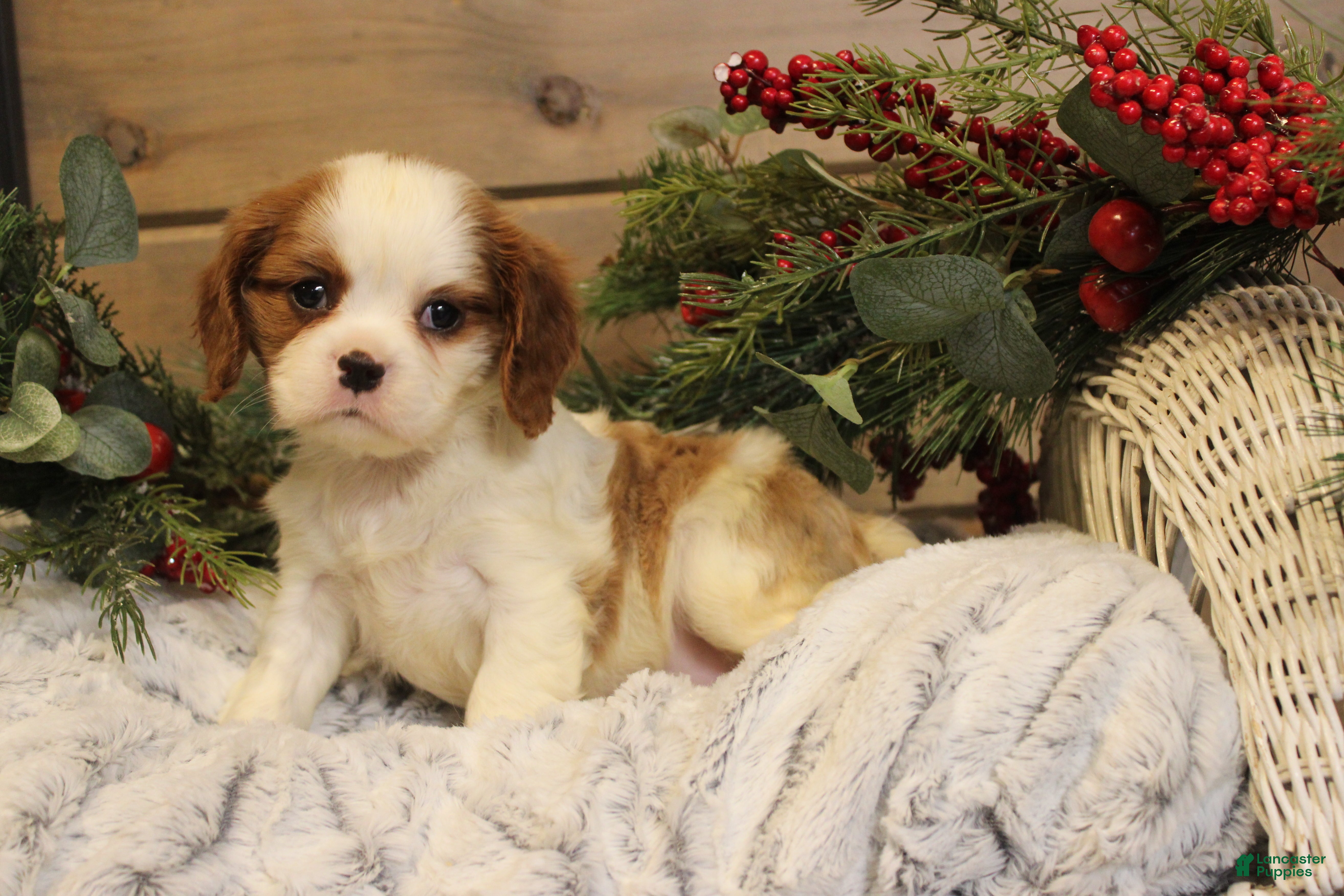 Cavalier King Charles Spaniel dogs Peace - Ad 19