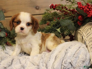 Cavalier King Charles Spaniel dogs Peace - Ad 42