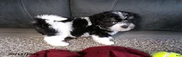 Havanese dogs for sale: Kesha - Ad 3