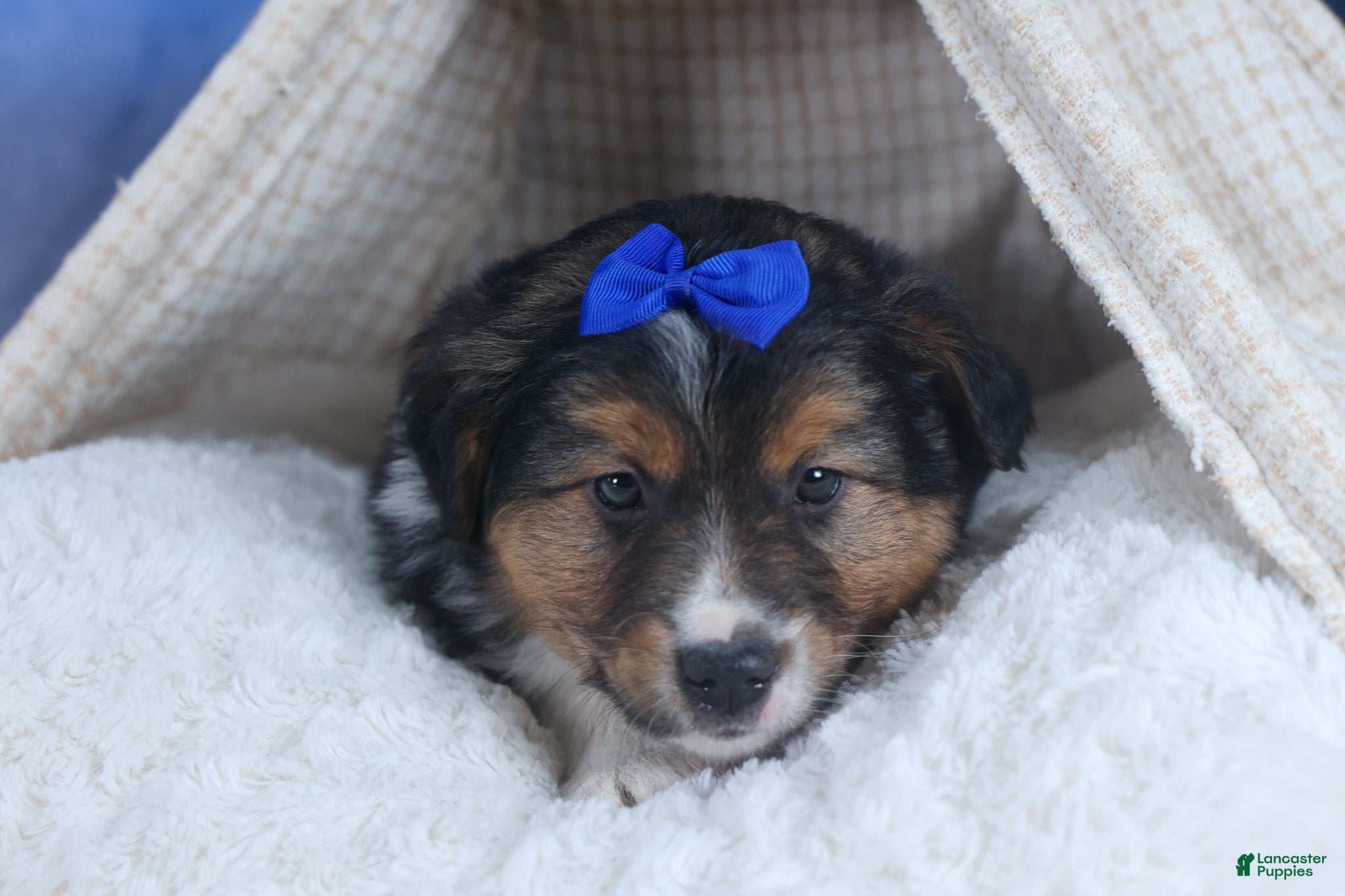 Mixed Breed dogs Buster - Ad 1