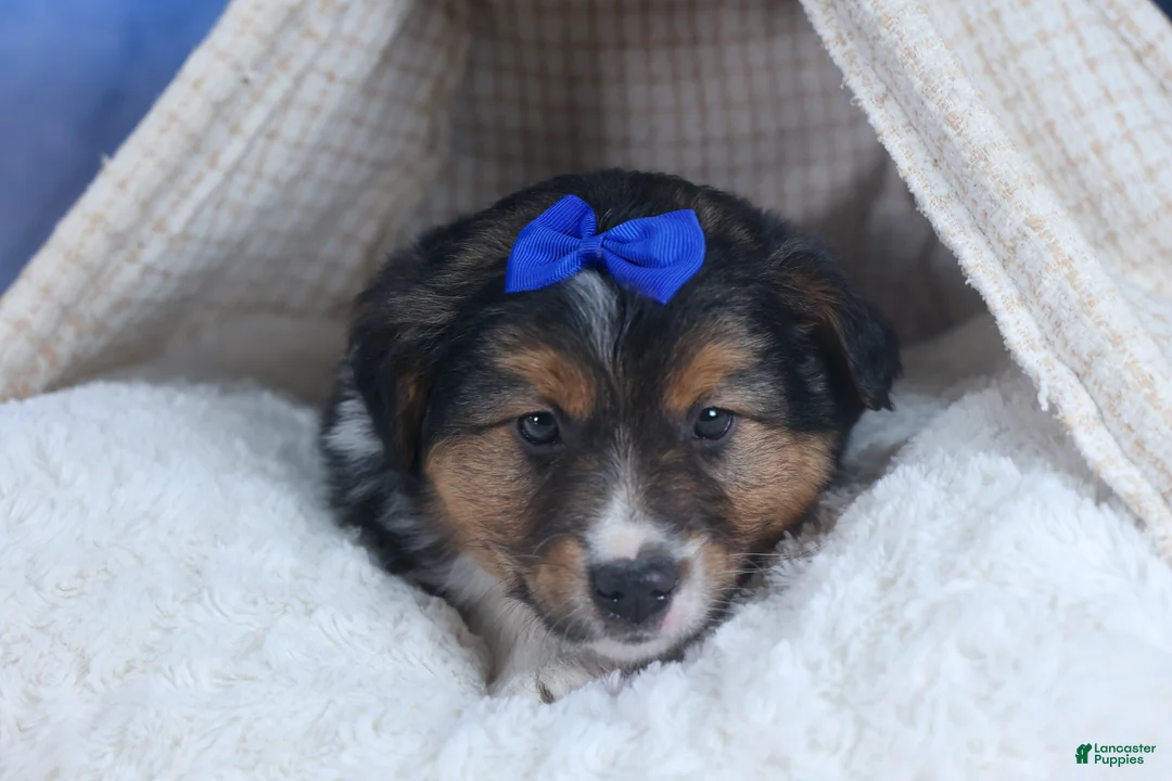 Mixed Breed dogs for sale: Buster - Ad 1