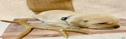 Labrador Retriever dogs for sale: Labrador Retriever big boy grey collar  - Ad 7