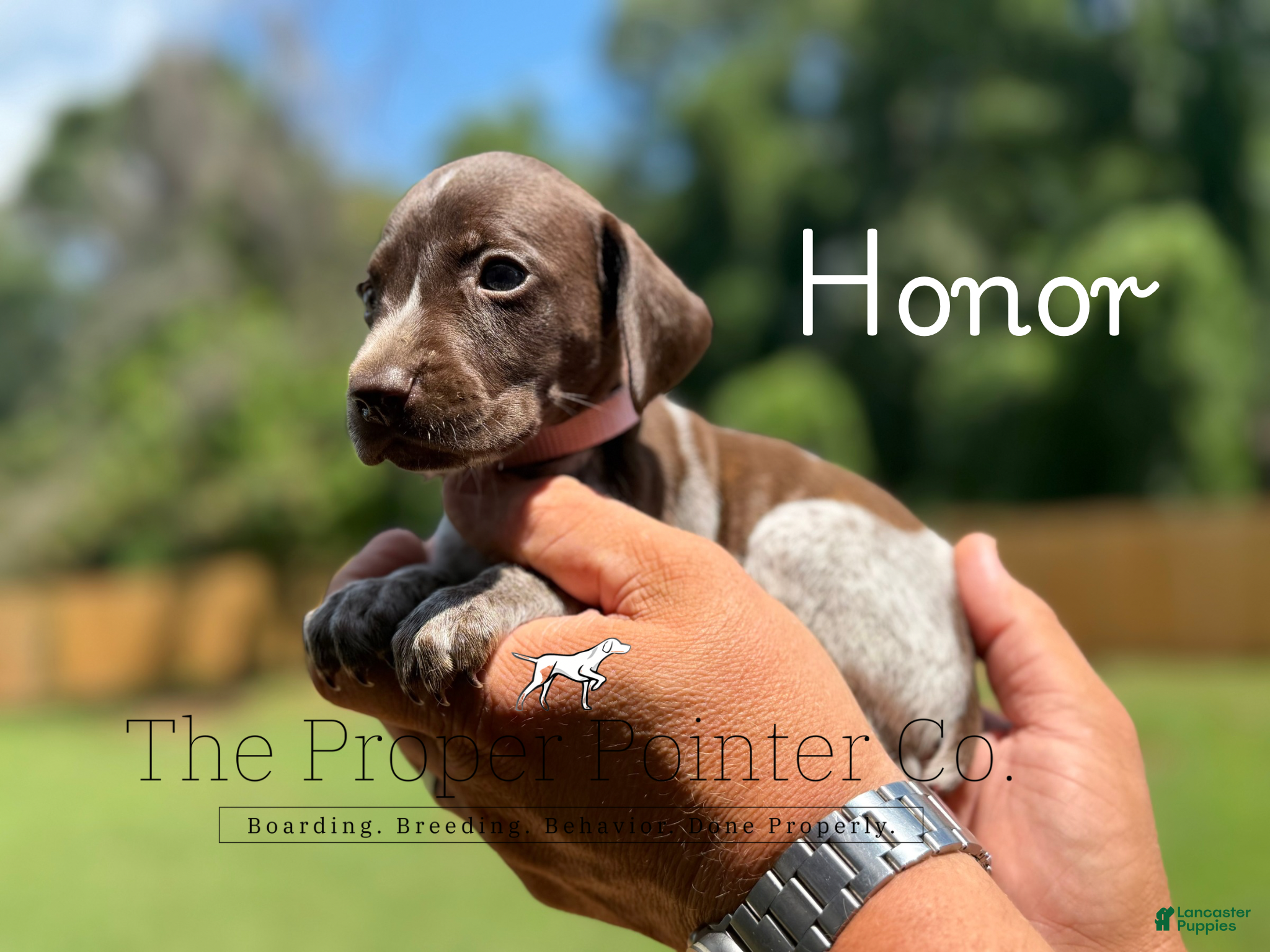German Shorthaired Pointer dogs Honor  - Ad 1