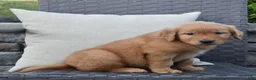 Golden Retriever dogs for sale: Kyle - Ad 3