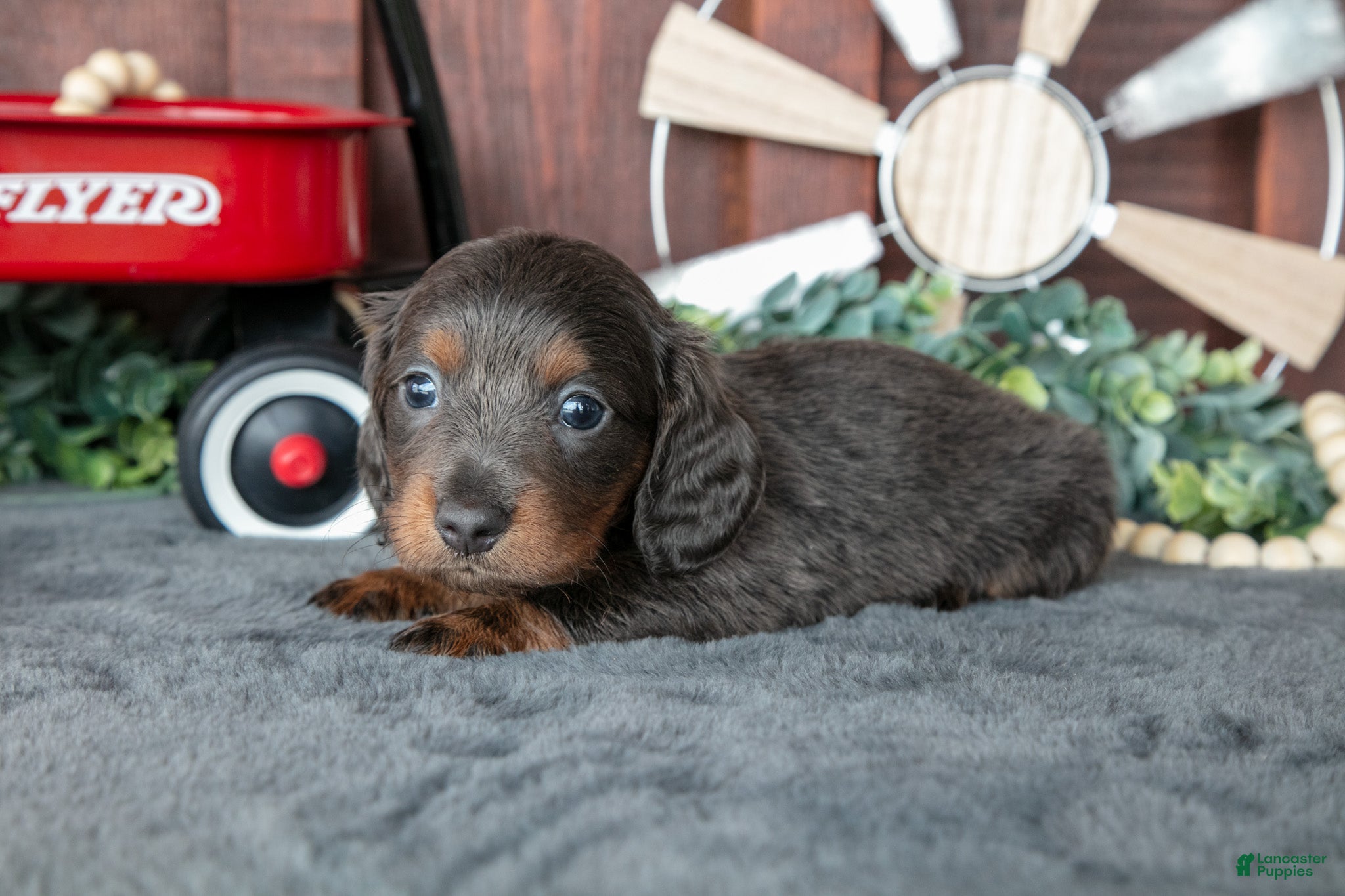 Miniature Dachshund dogs Ben - Ad 2