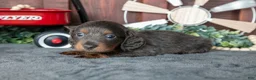 Miniature Dachshund dogs for sale: Ben - Ad 2