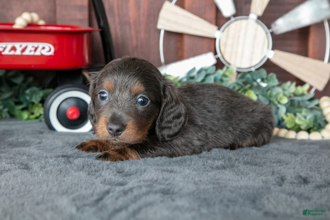 Miniature Dachshund dogs for sale: Ben - Ad 2