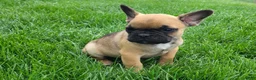 French Bulldog dogs for sale: Spike - Ad 5