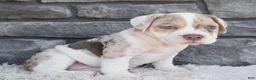 Beabull dogs for sale: Bailey  - Ad 5