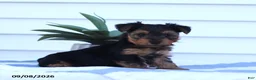 Yorkshire Terrier dogs for sale: Cuddles - Ad 3