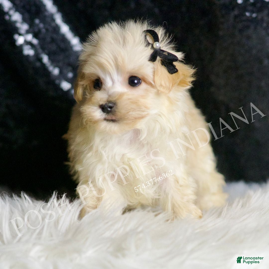 Maltipoo dogs Butters - Ad 16