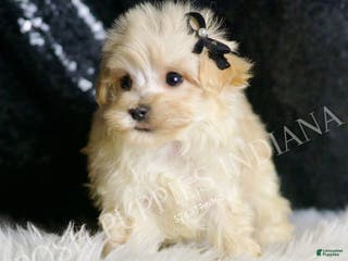 Maltipoo dogs Butters - Ad 35