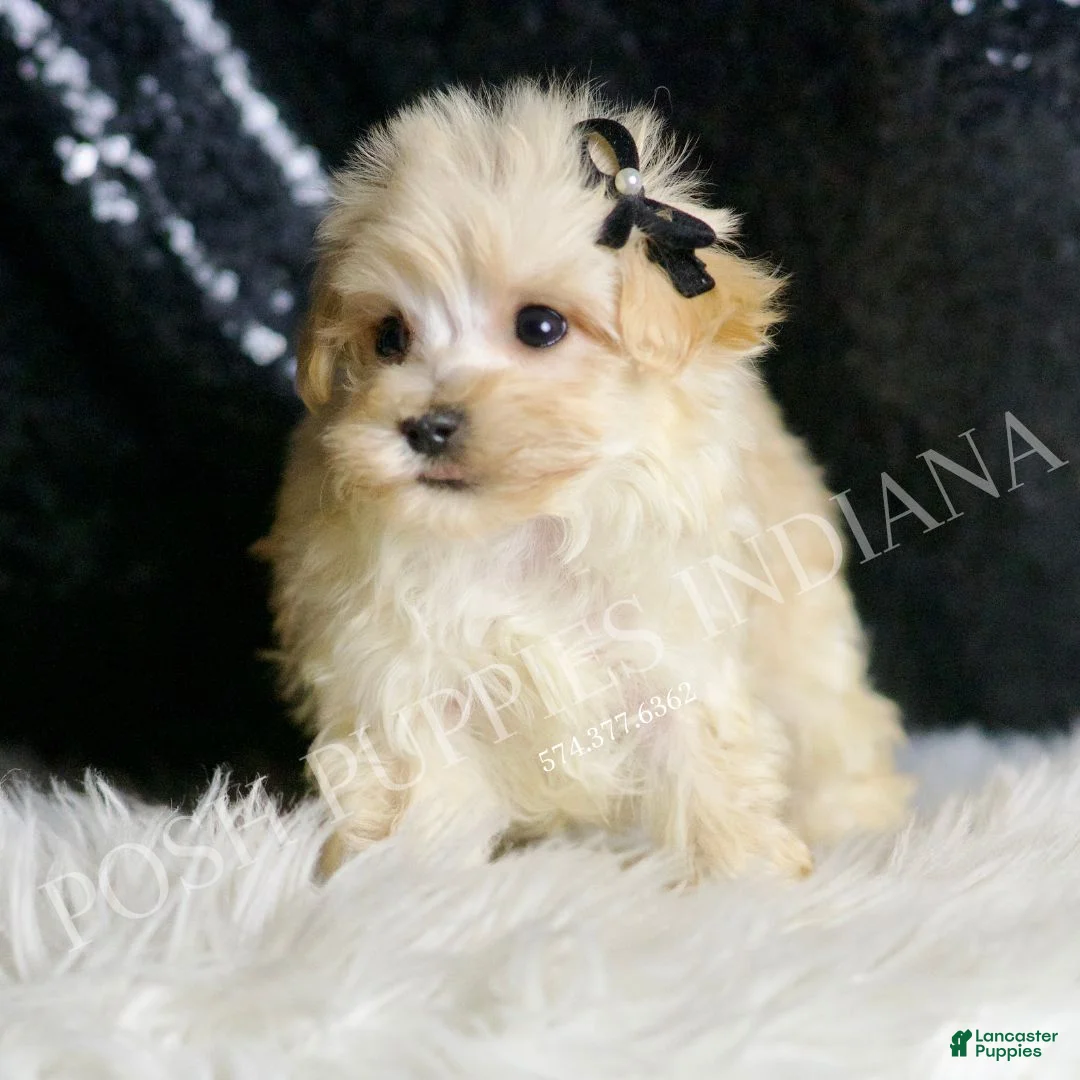Maltipoo dogs for sale: Butters - Ad 1
