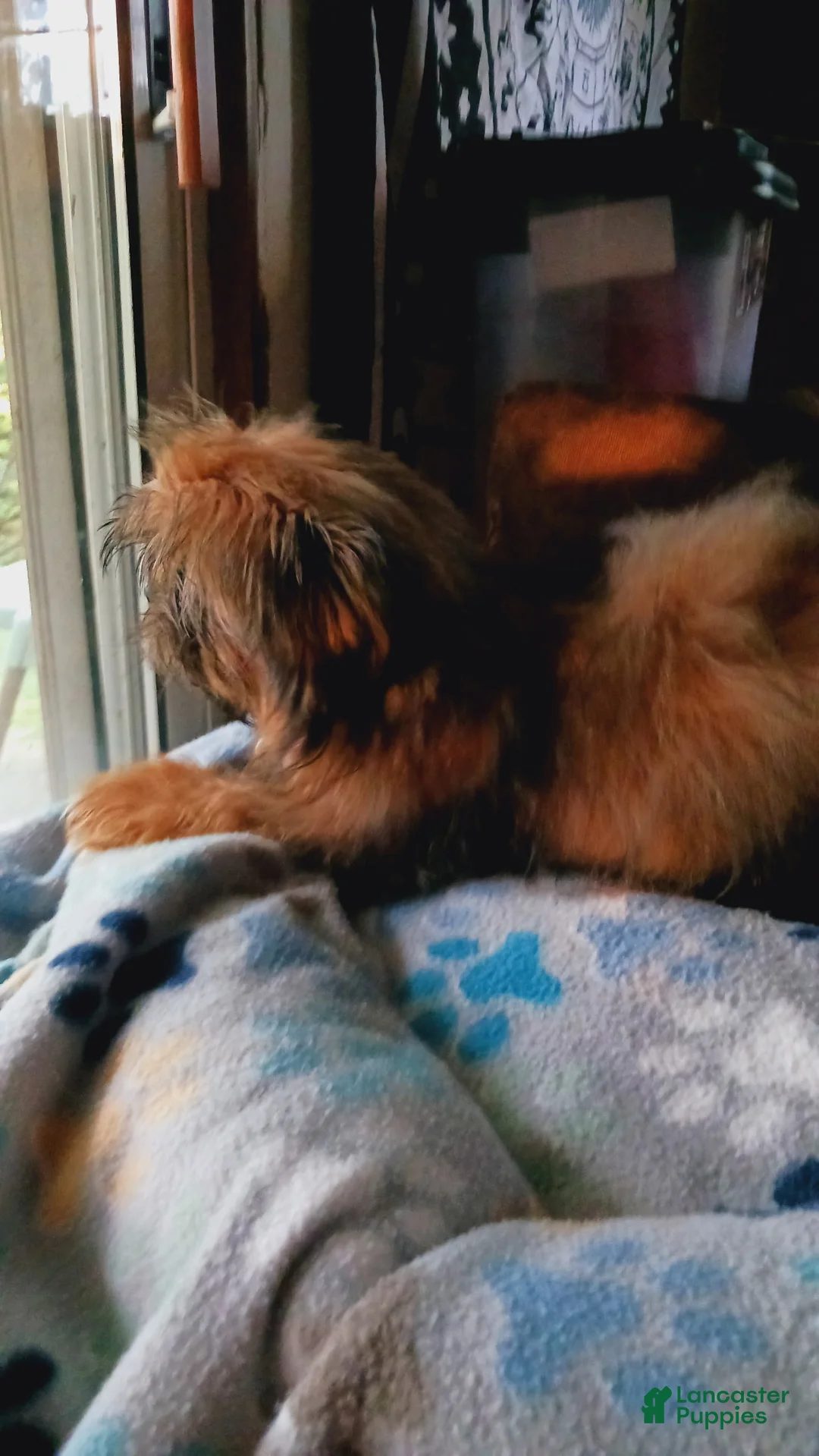 Shih Tzu dogs for sale: Shih Tzu 4 - Ad 3