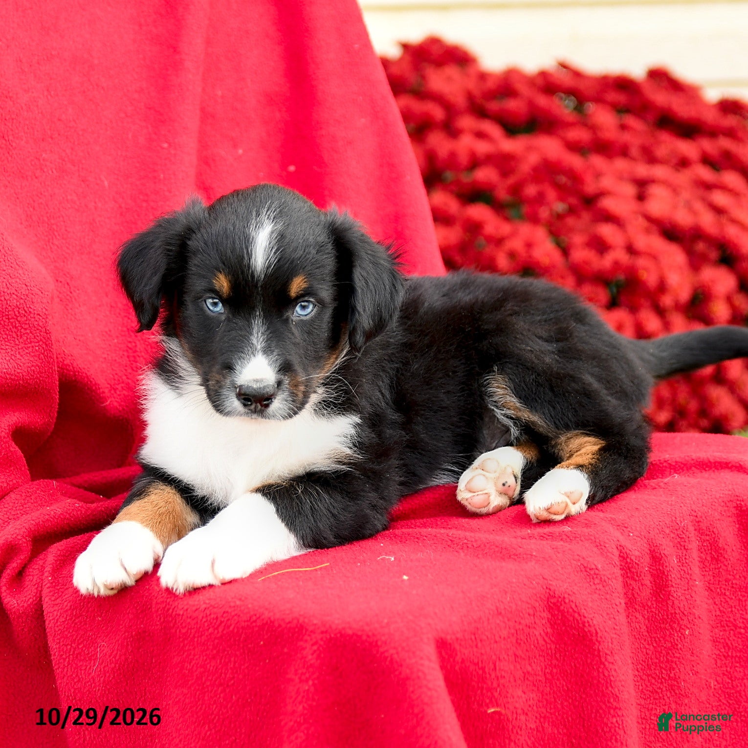 Australian Shepherd dogs for sale: Maverick - Ad 2