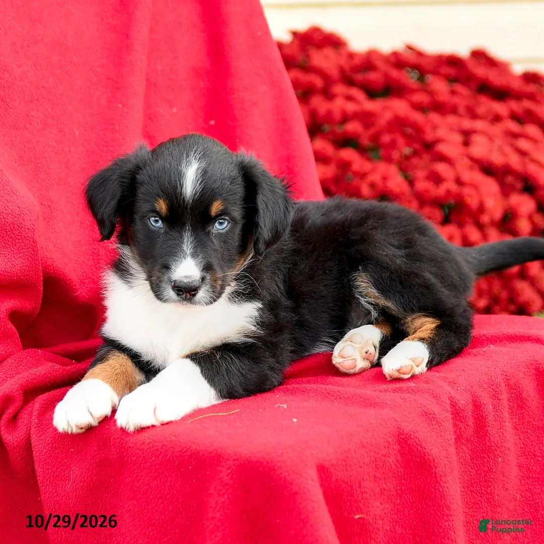 Australian Shepherd dogs for sale: Maverick - Ad 2