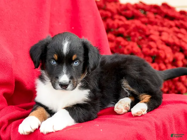 Australian Shepherd dogs for sale: Maverick - Ad 2