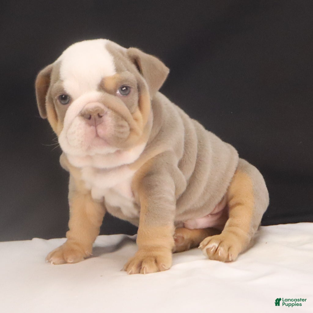 French Bulldog dogs Tyler - Ad 2