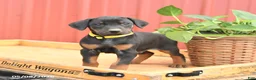 Doberman Pinscher dogs for sale: Rocket - Ad 4