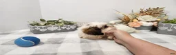 Teddy Bear dogs for sale: Curtis - Ad 21