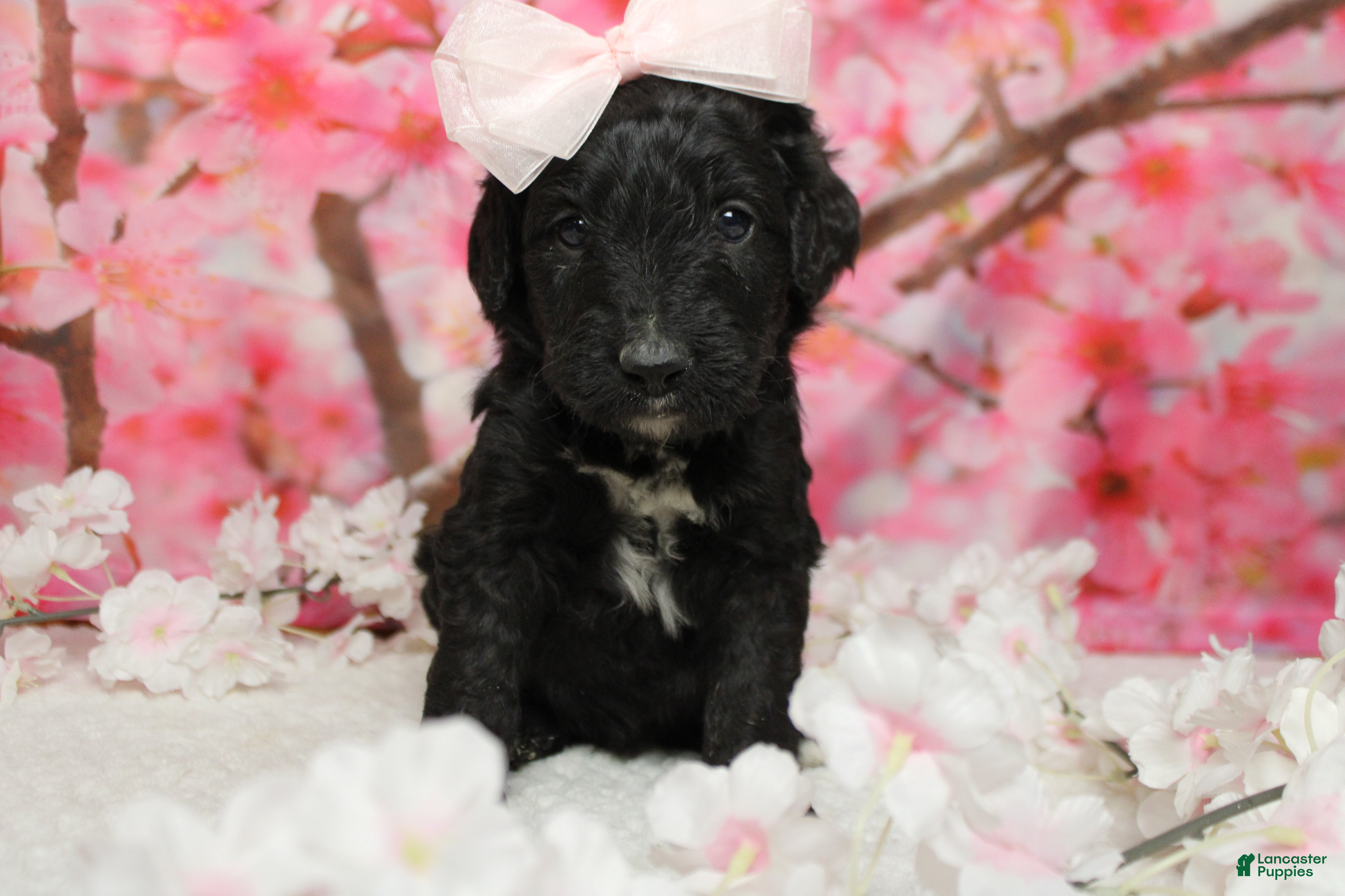 Bernedoodle dogs Nova  - Ad 11