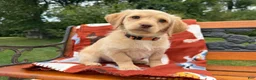 Labradoodle dogs for sale: Chelsey (Girl) - Ad 6