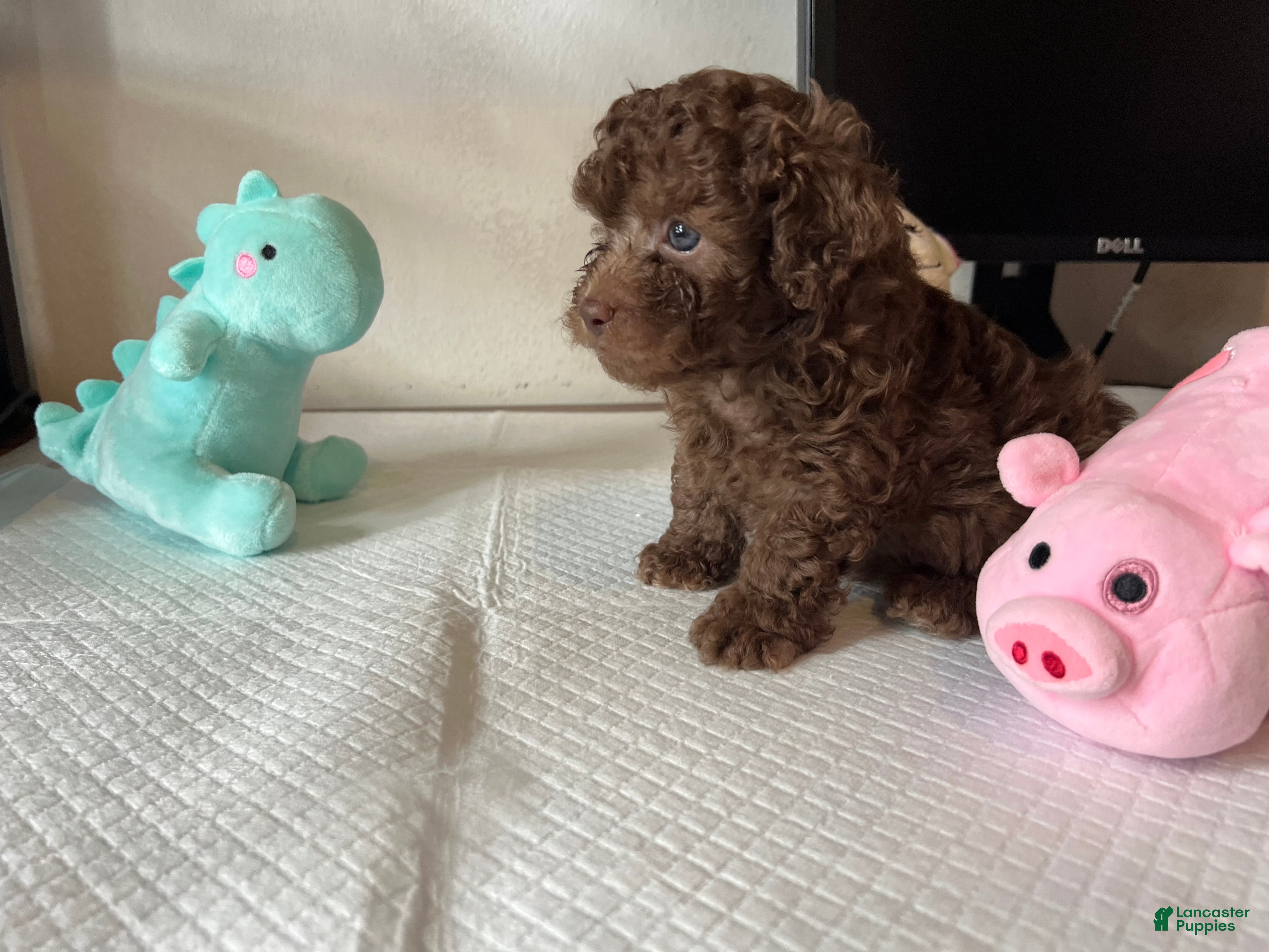 Toy Poodle dogs Baby Toy Poodle - Ad 2