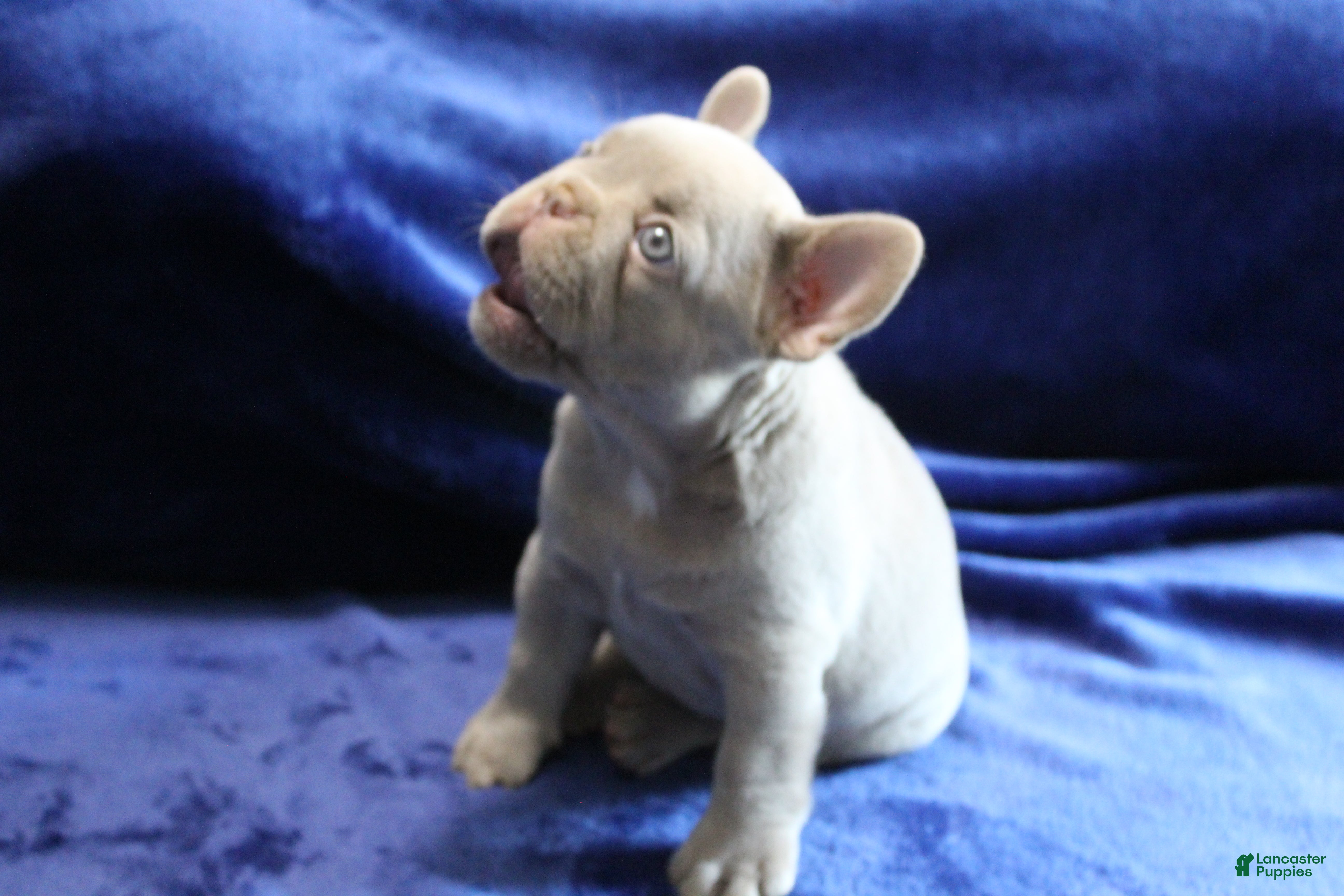 French Bulldog dogs Pink_M_2026 - Ad 1