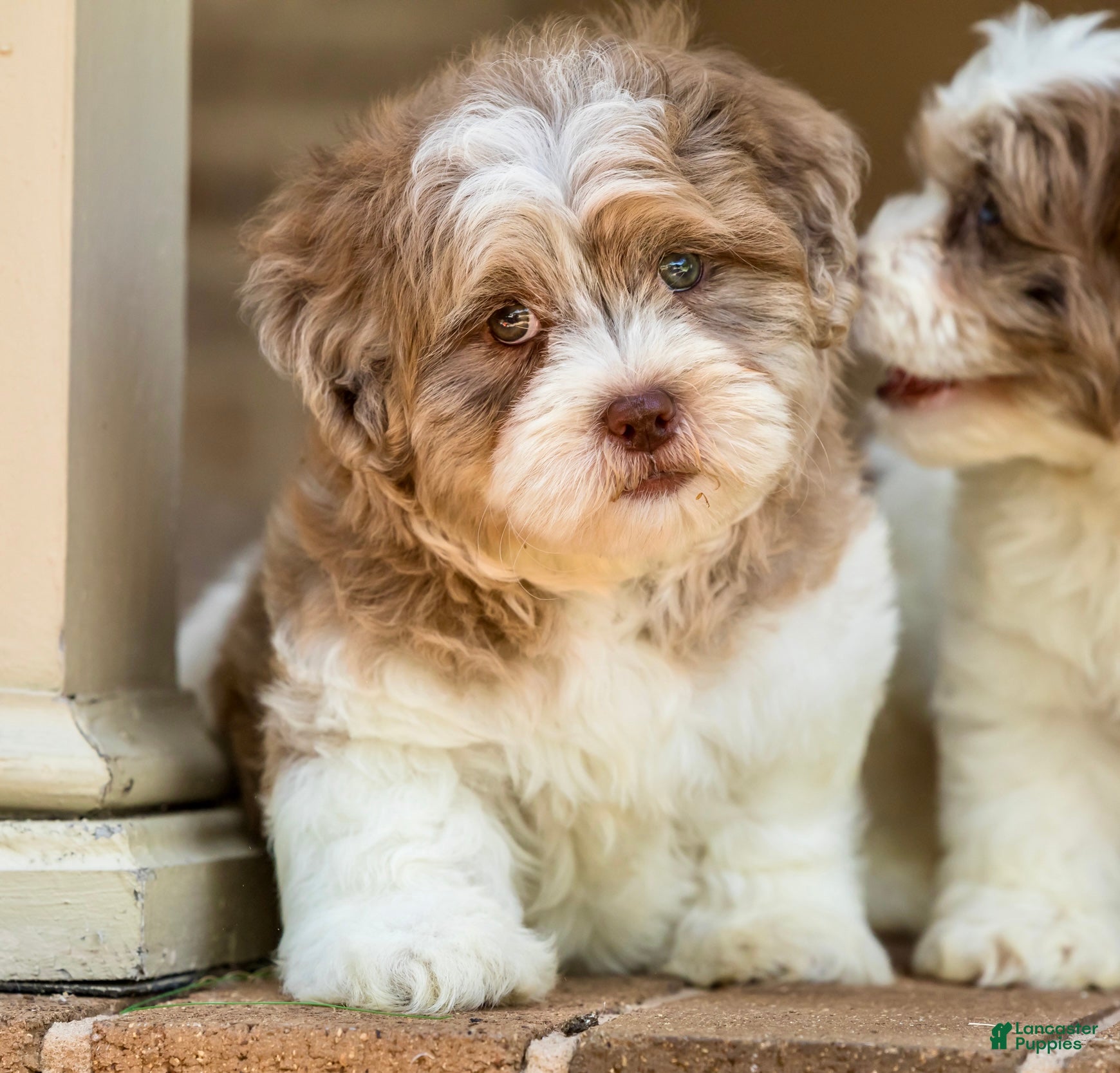 Shihpoo dogs Bennett - Ad 2