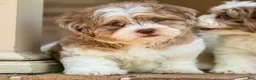 Shihpoo dogs for sale: Bennett - Ad 2