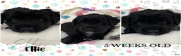 Aussiedoodle dogs for sale: Ellie - Ad 6
