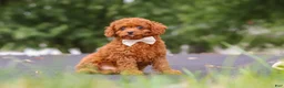 Cavapoo dogs for sale: Wallen - Ad 3