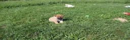 Shiba Inu dogs for sale: Shrimp - Ad 4