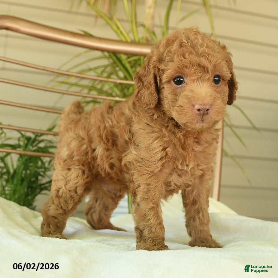Miniature Poodle dogs for sale: Mikki - Ad 5