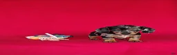 Miniature Dachshund dogs for sale: Brooklyn - Ad 6