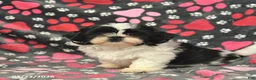 Shih Tzu dogs for sale: Hugo  - Ad 3