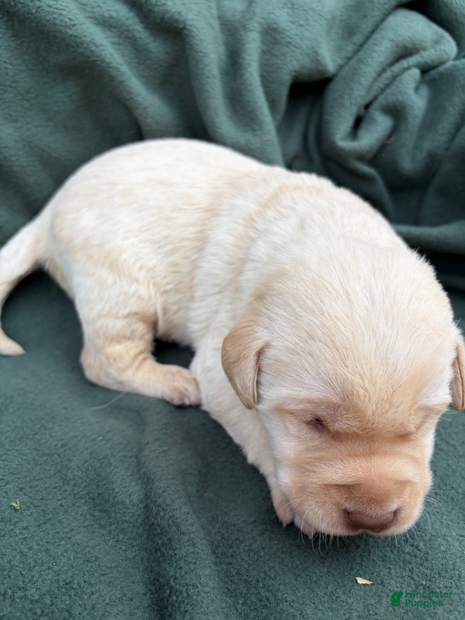 Labrador Retriever dogs Sammy - Ad 2