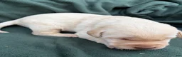 Labrador Retriever dogs for sale: Sammy - Ad 1