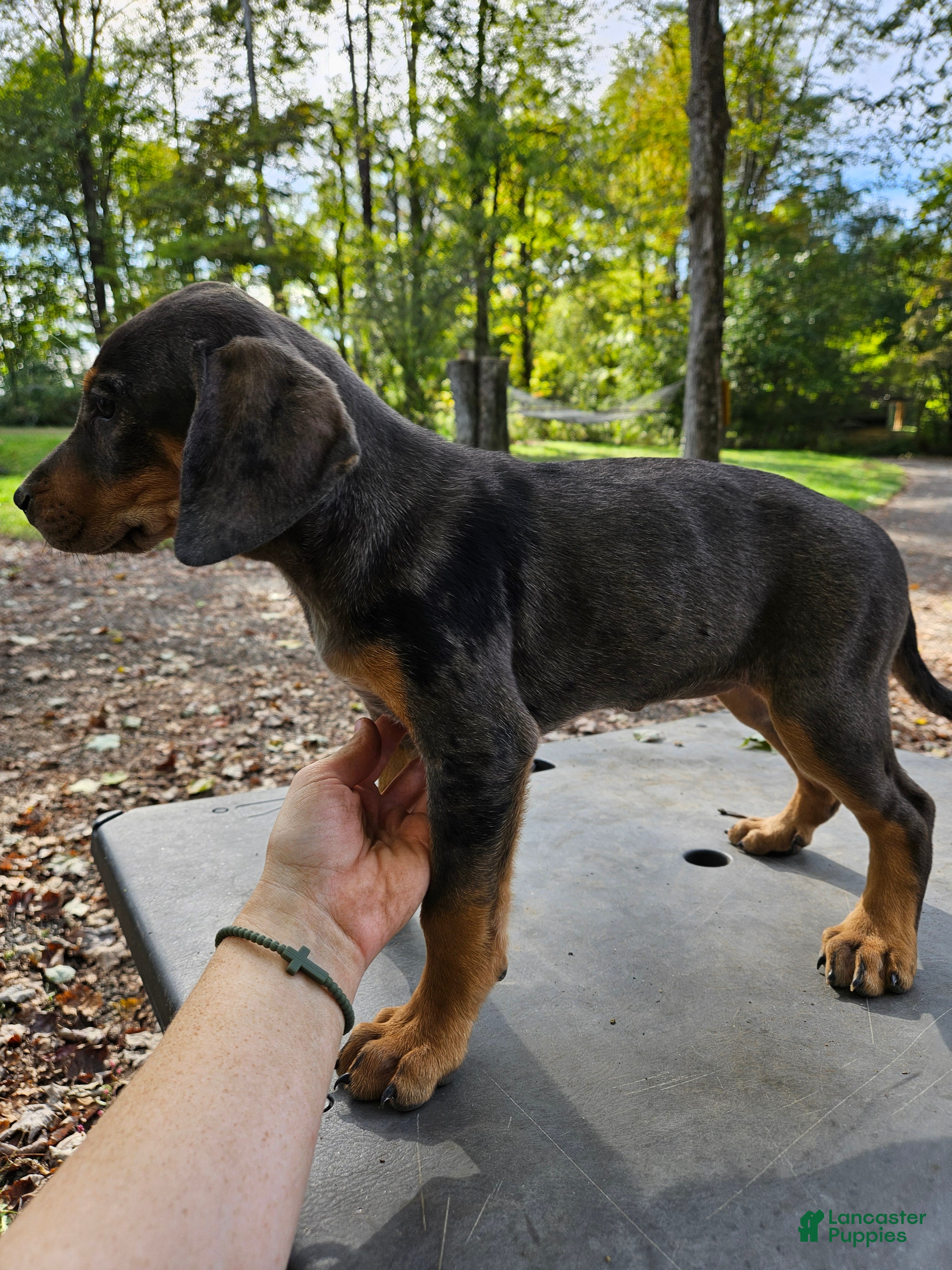 Female Transylvanian Hound Black Coonhound Puppies For Sale