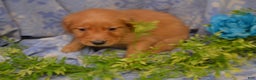 Golden Retriever dogs for sale: Athena - Ad 2