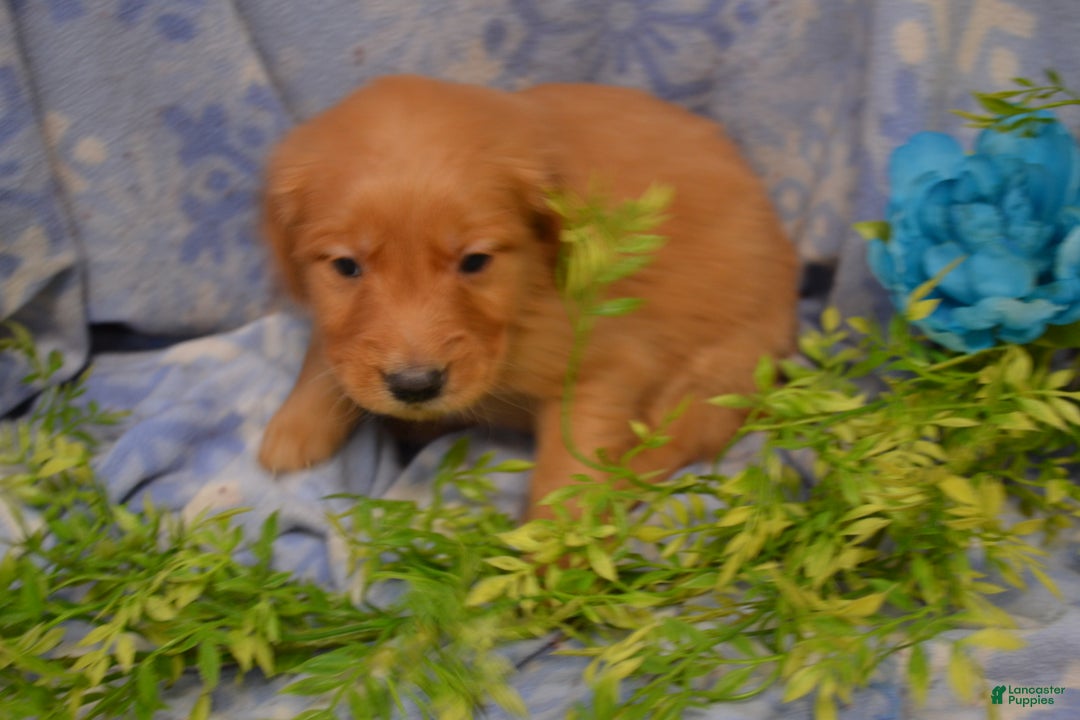 Golden Retriever dogs for sale: Athena - Ad 2