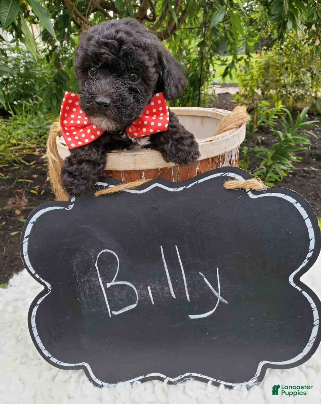 Toy Poodle dogs for sale: Billy - Ad 5